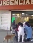 코로나 때문에 병실 모자라자 병원 문 앞에서 아기 출산한 산모 (영상)
