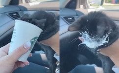 냥생처음 스타벅스 캣푸치노 맛보고 홀딱 반해 머리 콕 박은 아깽이 (영상)