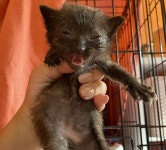 냥생처음 스타벅스 캣푸치노 맛보고 홀딱 반해 머리 콕 박은 아깽이 (영상)