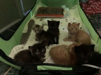 냥생처음 스타벅스 캣푸치노 맛보고 홀딱 반해 머리 콕 박은 아깽이 (영상)