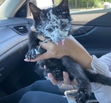 냥생처음 스타벅스 캣푸치노 맛보고 홀딱 반해 머리 콕 박은 아깽이 (영상)