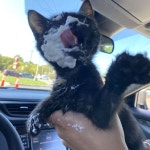 냥생처음 스타벅스 캣푸치노 맛보고 홀딱 반해 머리 콕 박은 아깽이 (영상)