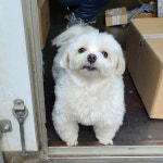 아빠 따라 택배일 다니며 연예견 병 걸려버린 경태 근황