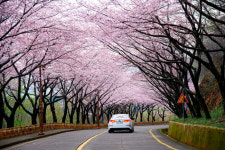벚꽃축제 못 가는 대신 드라이브 가기 딱 좋은 벚꽃 자동차 도로 명소들