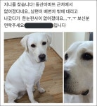 당근마켓서 울며 댕댕이 찾던 주인이 누리꾼이 올린  사진 보고 현타온 이유