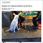 당근마켓서 울며 댕댕이 찾던 주인이 누리꾼이 올린  사진 보고 현타온 이유