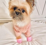 엄마가 사준 초미니 크록스 신고 핵신난 인싸 댕댕이들 (사진 14장)