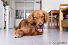 동물병원 수의사 찾아와 주인 찾아달라고 도움 청한 리트리버 댕댕이 (영상)