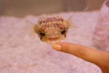 알고 보면 세상에서 가장 귀엽고 소중한 아기 복어 비주얼