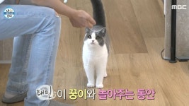입덕 부르는 외모+애교로 나혼산서 시선 강탈한 샤이니 태민 반려묘 (영상)