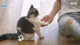 입덕 부르는 외모+애교로 나혼산서 시선 강탈한 샤이니 태민 반려묘 (영상)