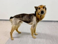 주인이 굶겨서 뼈만 남았는데도 사람 너무 좋아해 꼬리 흔드는 강아지