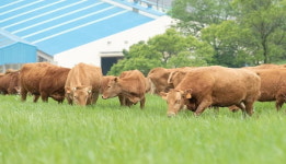 축사에 갇혀만 있다가 처음 초원으로 나온 강원도 한우들 반응 (영상)