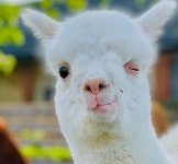 알고 보면 완벽한 털빨(?)이었던 새끼 알파카의 반전 비주얼