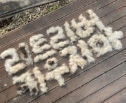 귀여워서 키우고 싶다는 사람들 보라고 골든 리트리버 주인이 털로 만든 살벌한(?) 경고문