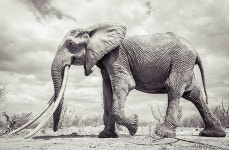 3m 상아 가진 멸종위기 퀸 코끼리의 죽기 전 아름다운 마지막 모습 (사진 6장)