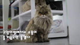 국내 최장수 고양이 묘르신 밍키, 28살에 고양이별로 떠났다