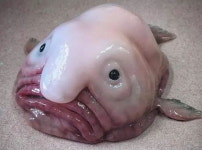 세상에서 가장 못생긴 물고기로 뽑힌 블롭피쉬의 불쌍한 진실