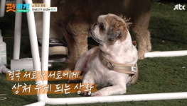 초보 애견인에 유기견 추천 안한다 발언했다가 비난 받고 있는 김희철 (영상)