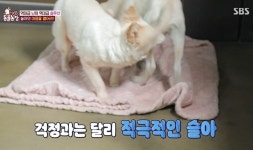 개농장 탈출한 뒤 우울증 걸렸던 강아지가 동물농장 이찬종 소장 만나고 보인 변화
