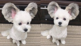 빠삐용 엄마 유전자로 쫑긋 솟은 토끼 귀 가진 말티용 고마의 세젤귀 근황 (사진 15장)