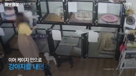 6개월 된 아기 강아지 집어던져 골절시킨 애견호텔 원장 (영상)