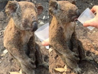 산불로 서식지 잃은 코알라, 성병까지 퍼져 불임으로 멸종 직전