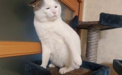 억울하게 생긴 고양이 억울이, 자기랑 정반대로 생긴 우울이 낳았다 (영상)