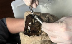 이빨 너무 길게 자라 밥 못 먹는 반려 복어 병원 데려가 치과 치료해준 남성