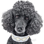 산책하다 1년만에 우연히 훈련사 선생님 다시 만난 댕댕이의 반응 (영상)