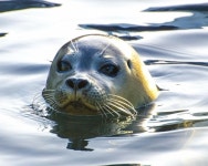 물에 빠져 정신 잃은 사람 깨운 뒤 수영 도와줘 목숨 구한 물개