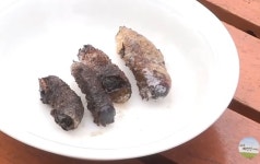 자연인 윤택 촬영서 먹었던 음식 중 최악은 장수풍뎅이 애벌레 튀김