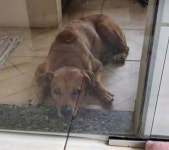 자는 사이 중성화 수술 시키자 동물 병원 파괴(?)해버린 댕댕이 (영상)