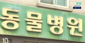 비용 아끼려고... 안락사 시킨 유기견 70마리 야산에 내다 버린 동물병원 직원
