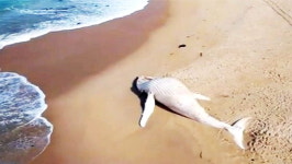 알비노 고래인 줄 알았는데...바다 떠돌며 피부 벗겨져 하얗게 변한 혹등고래