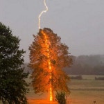 비 오는 날 100만분의 1 확률로 순간 포착한 벼락 맞은 나무 사진