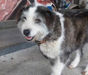 복순이, 치료비 많이 나온다고 주인이 보신탕집에 넘겨...동물단체 주장