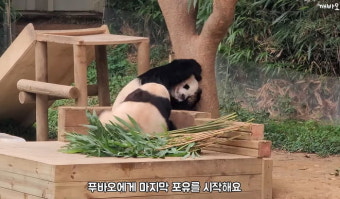 아직 2살밖에 안됐는데 곧 새끼 낳으러 중국 가야하는 '에버랜드 판다' 푸바오, 눈물 날 일 생겼다