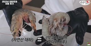 수산물 유튜버가 완벽하게 파헤친 대하 축제 새우의 진실
