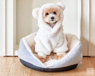 우리집 콩이한테 입히면 올겨울 따습게 날 수 있는 다이소 댕냥이 신상 옷