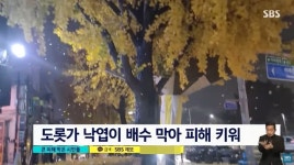 기습 폭우 내렸던 날, 낙엽이 하수구 막자 직접 팔 걷어붙인 시민들 (영상)