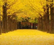 지금 강원도 춘천 남이섬 가면 볼 수 있는 인증샷 명소 옐로 카펫