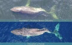 세상에서 가장 큰 포유류 혹등고래가 척추 뼈 부러진 채 홀로 헤엄치고 있었던 슬픈 이유 (영상)