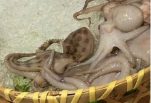 쏘이기만 해도 사람 죽는 파란고리문어, 중국 식당서 마라탕 재료로 올라와 난리 났다