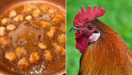 반려닭이 딸 얼굴 쪼아대자 바로 튀겨 치킨으로 만들어버린 엄마