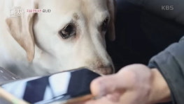 세상 떠난 주인 할아버지 목소리를 4년 만에 다시 들은 강아지 호야의 반응 (+영상)