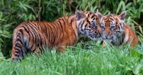 전세계 딱 350마리 남은 멸종위기 수마트라 호랑이, 쌍둥이 형제 태어났다