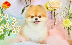 많은 팬들 사랑 받은 스타 강아지 빵실이, 정말 안타까운 소식 전해졌다