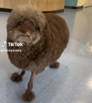 미용 보낸 강아지가 양 돼서 왔어요...주인 빵터지게 만든 양컷 댕댕이 (+영상)