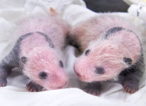 검정 무늬 생겨 제법 판다 같아진 쌍둥바오의 폭풍 성장 근황 (+사진)